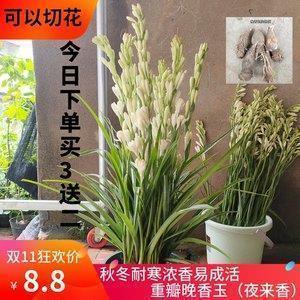 2021年平安夜经典温馨祝福语文案(精选129条)