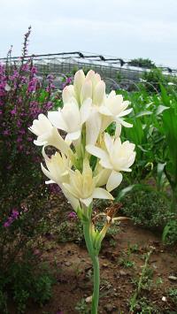 关于梦想的空间说说带图片