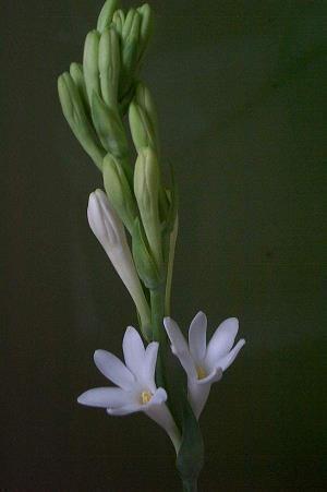 2021除夕微信祝福语