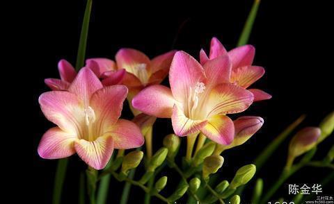 2021教师节朋友圈感恩寄语(精选92条)