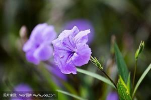 访犯