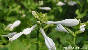 击菒