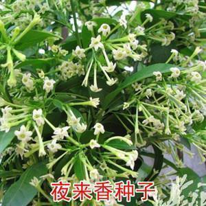 2020姐姐新婚贺词简短