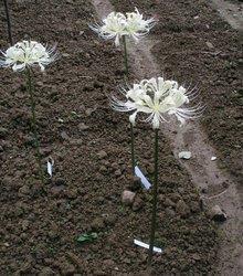 父亲节感谢爸爸的句子合集 父亲节对爸爸说的话