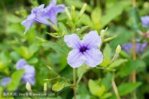 2020平安夜祝福语