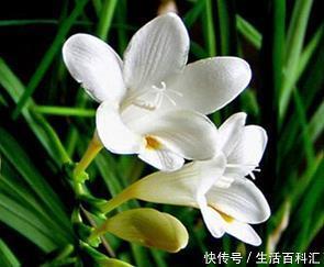 2021牛年春节简短祝福语优美
