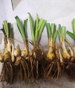 2021十二生肖牛年祝福语