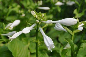 2021致敬英雄的祝福语(精选75条)