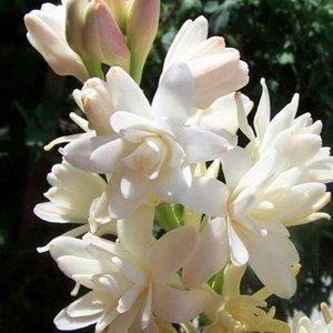 2022春节拜年祝福语句子最新(精选48句)