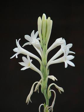 形容绝望心死的句子