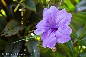 关于幸福开心的句子