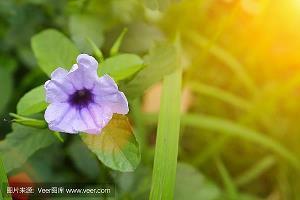 驾肩接武