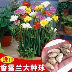 2021圣诞节简短祝福语说说(精选105条)