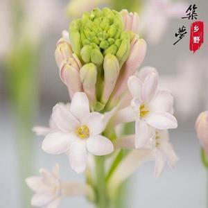 翕呷
