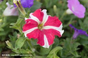 2021春节拜年祝福语说说语录