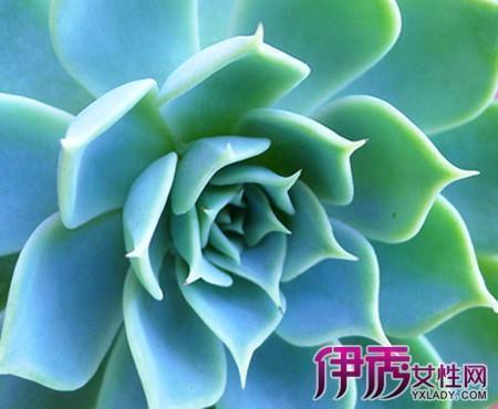 茨菰