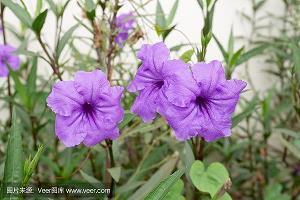2021中秋节经典句子说说(精选96句)