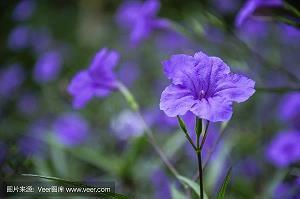 2021重阳节慰问短信精选(精选69条)