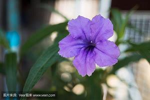 2021圣诞节的文案简短祝福语一句话(精选115条)