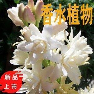 关于最新的优美句子