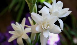 关于不懂珍惜的伤心句子