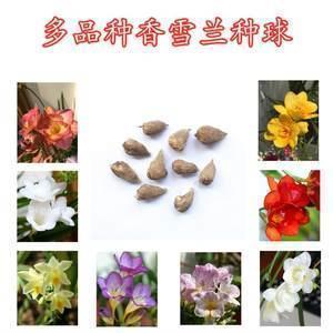 躐次