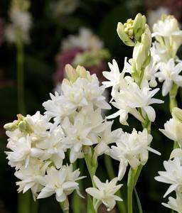 2020哥哥结婚祝福语简短