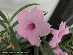 2021牛年新年祝福语简短10字