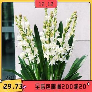 齿落舌钝