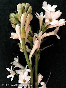 鬼哭粟飞