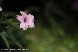 2021立夏时节朋友圈高赞祝福语文案合集64句