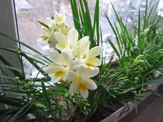 节要