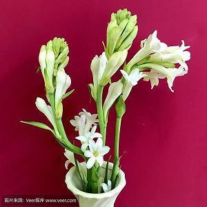 保护动物的优美句子83句