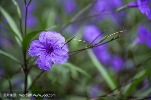 2021平安夜祝福语简短(精选90条)