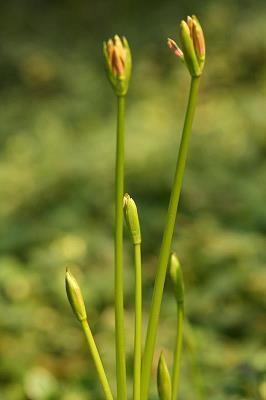《繁星春水》读后感300字精选三篇