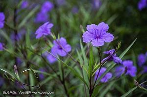 2021过年祝福语说说句子最火