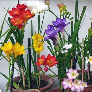 2021女生节祝福语简短温馨