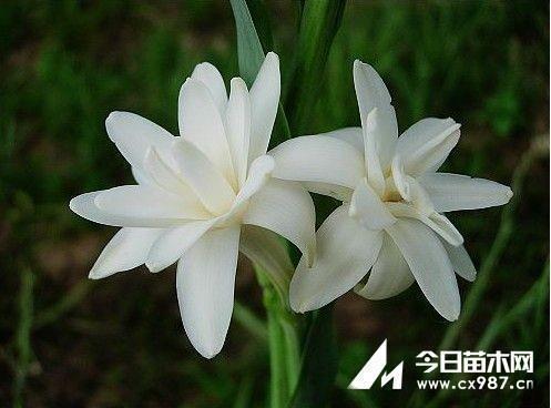 蕞残