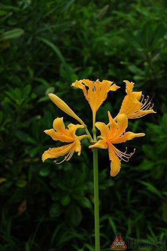 清明节说说思念亲人的句子31句