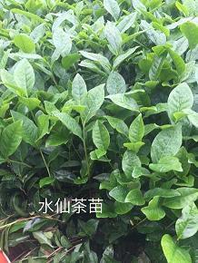 跳趯