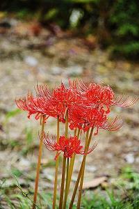 元旦节祝福短信 元旦节祝福短信大全