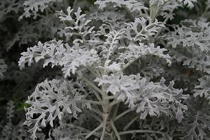关于风雨兼程的优美句子50句