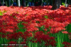 鬼斧神工造句_写愉快心情的句子