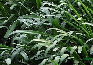 赞美山景的诗句