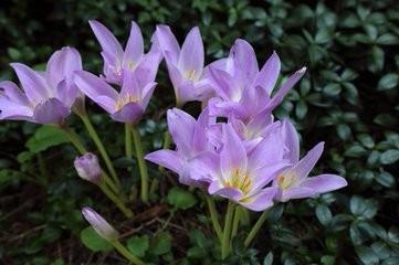 七夕朋友圈文案暖心祝福语短句(精选97句)