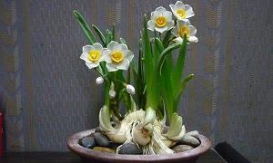 纩衣