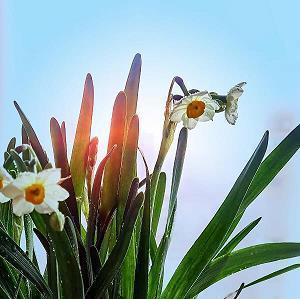 芦管