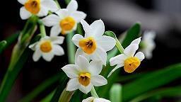 2021年除夕过年小学生祝福语