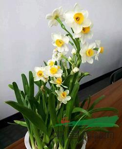 赞命
