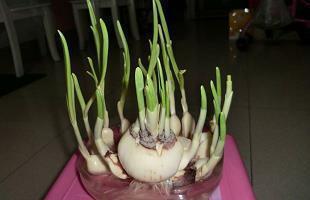 2021牛年一句美好的祝福语